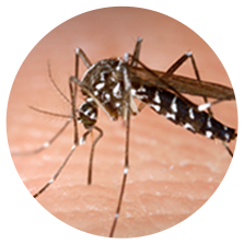 Zika Aedes albopictus